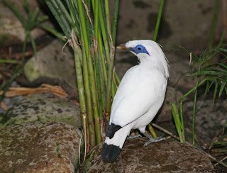 Jalak Bali - Bali Myna (Leucopsar rothschildi) Indonesia 2